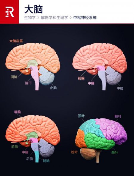 脑部解剖学-犹太大学-Brain Anatomy for Health Professionals 真实大脑标本示教场景