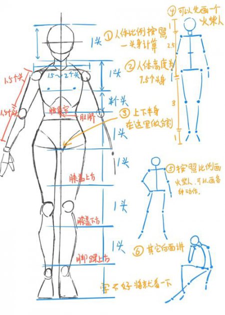 绘画人体比例