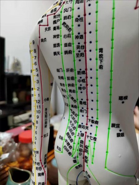 【山东中医药大学】《穴位解剖学》-针灸经络穴位学习必看课程 - 针灸穴位相关图片