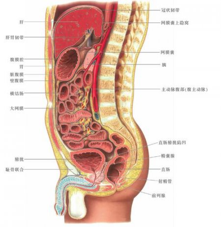 《系统解剖学》7小时期末速成课！期末速成丨考前突击丨期末不挂科丨考点总结 - 人体解剖图相关描述