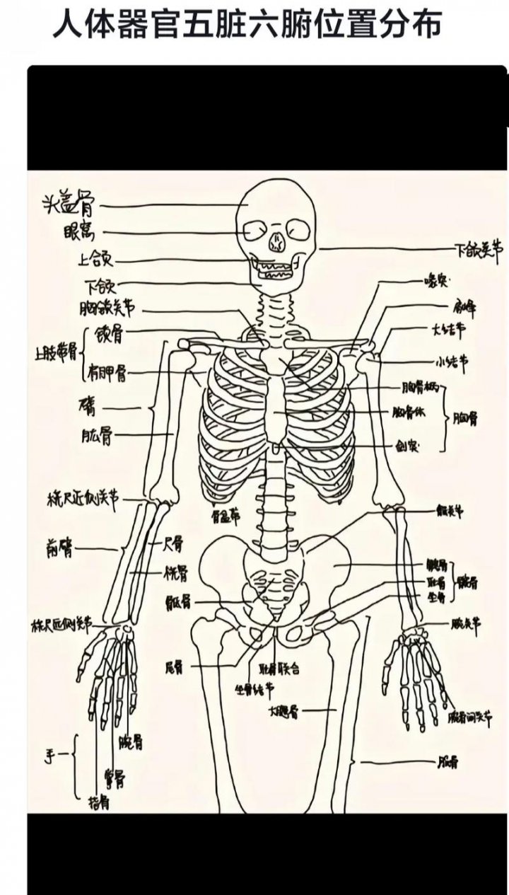 《系统解剖学》7小时期末速成课！期末速成丨考前突击丨期末不挂科丨考点总结 - 解剖图谱相关描述