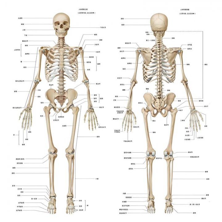 【初中生物课程】七八年级生物精讲，复习预习必备，名师讲解 通俗易懂 包含初中生物所有知识点 B站最好的生物课程！ - 相关描述