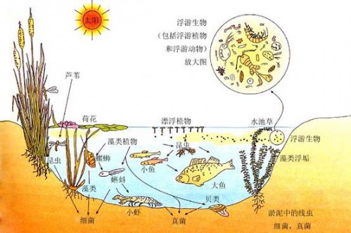 生态系统