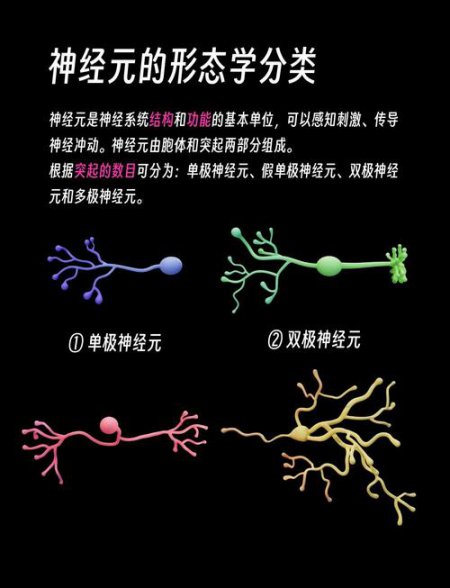 生理心理学课程视频 - 神经元结构图示