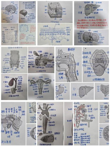 解剖学教学
