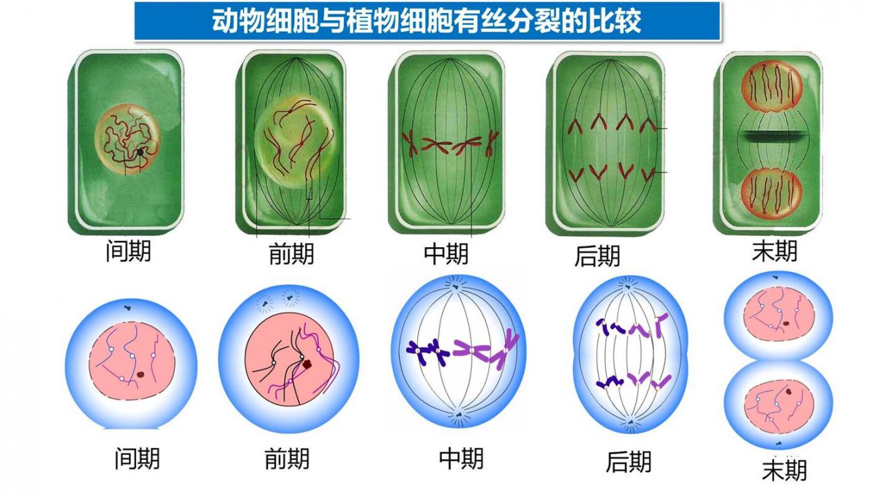 【初中生物】初中生物全套基础公益课程（完整版） - 细胞分裂相关图片