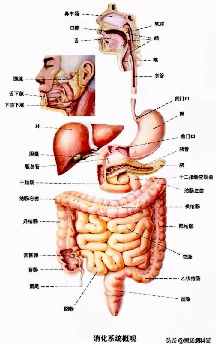 真人器官解剖合集 - 相关描述