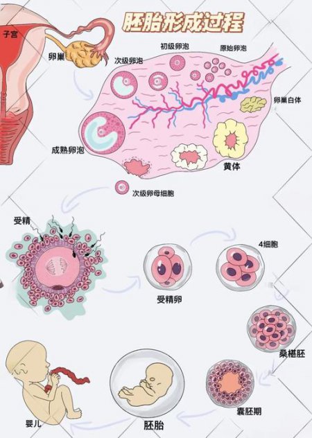 组织与胚胎学精品课程视频 - 胚胎学相关描述
