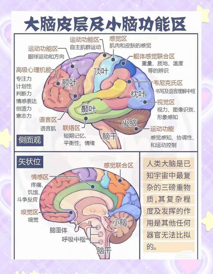 大脑功能区域