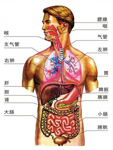 人体结构图
