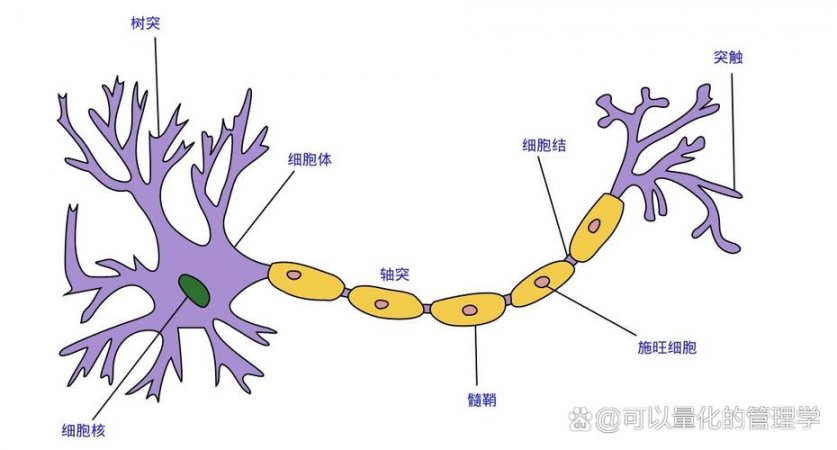神经元结构