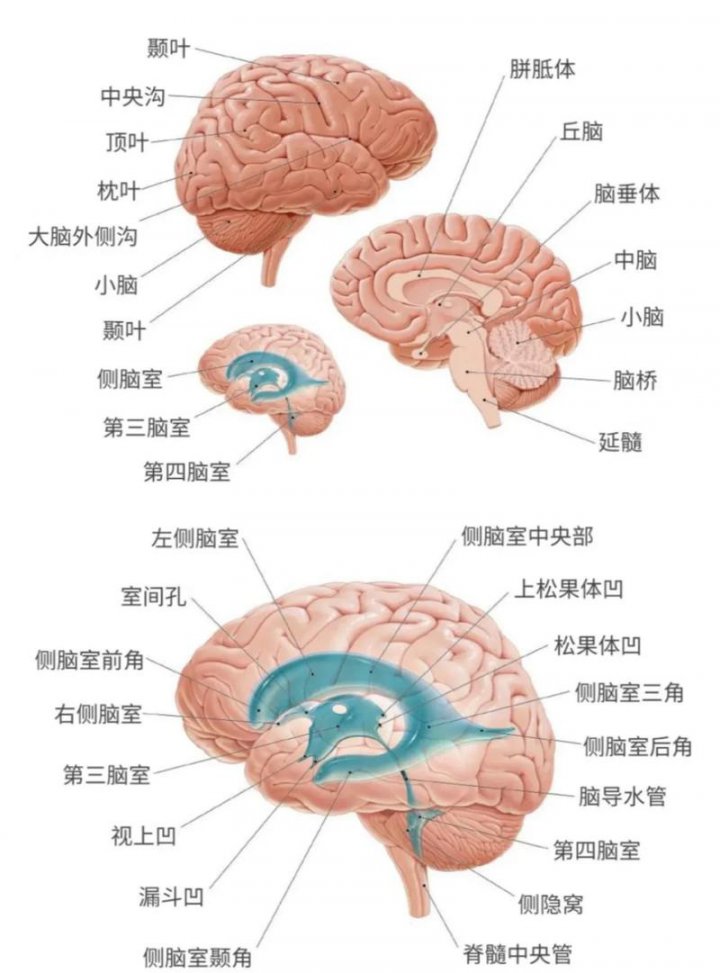 普通心理学（第六版）讲解 - 大脑结构示意图