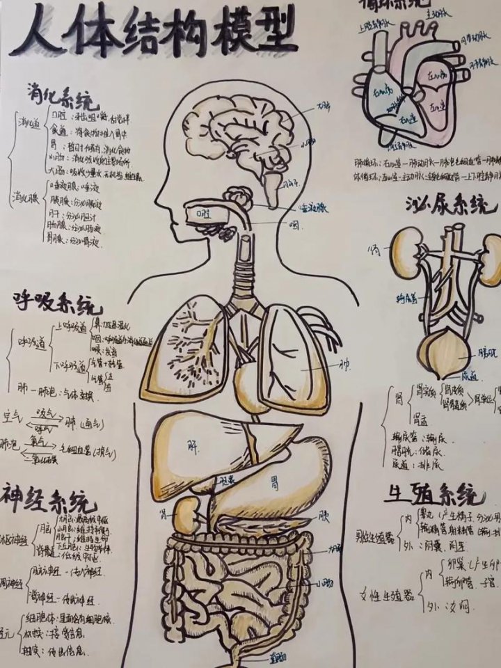 《生理学》期末速成课 - 相关描述