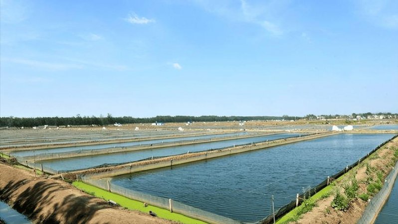 【华中农业大学】池塘养殖学【全48讲】 - 水产养殖场景