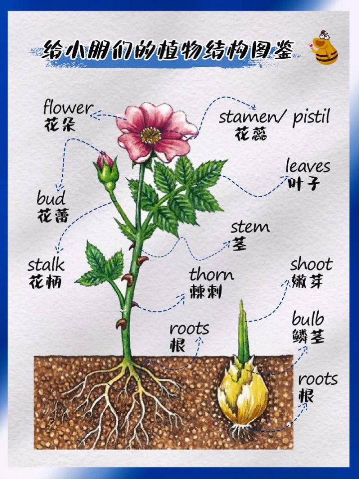 中国农业大学：植物学课程视频 - 相关描述