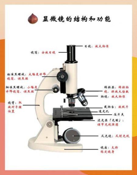 【初中生物】初中生物全套基础公益课程（完整版） - 显微镜相关图片