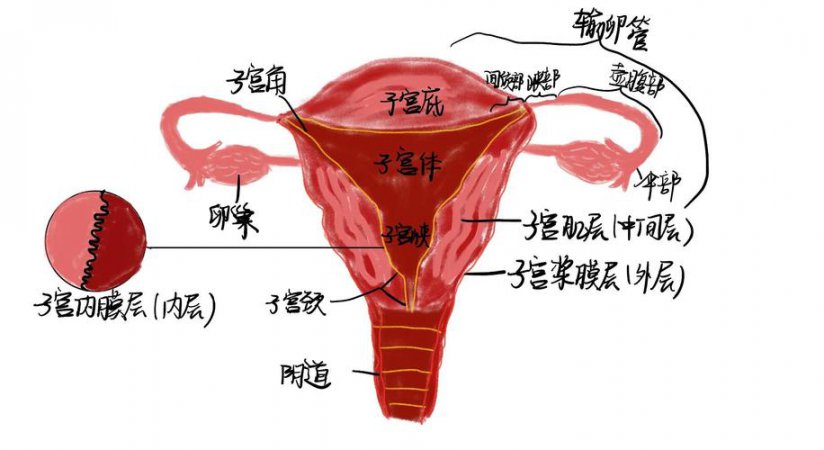 妇科解剖图