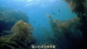 恐龙探秘【全12集】