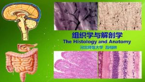 组织学与解剖学_河北师范大学_主讲-段相林 52讲