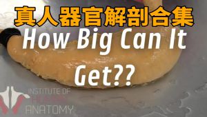 真人器官解剖合集