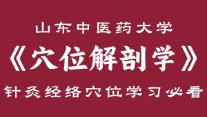 【山东中医药大学】《穴位解剖学》-